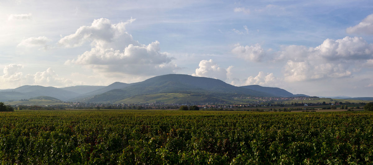 Vue sur les vignes du domaine Herr à Gertwiller en Alsace